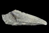 Partial Fossil Megalodon Tooth #89421-1